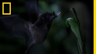 TubeLipped Nectar Bat  Untamed Americas [upl. by Trueman]