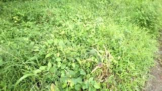 Paraquat Herbicide Weedicide Demonstration [upl. by Aranat]