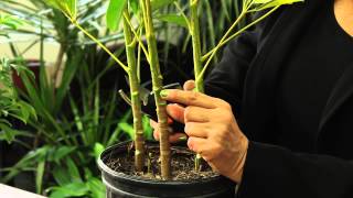 How to Prune a Schefflera Plant  Gardening amp Plant Care [upl. by Felicle109]