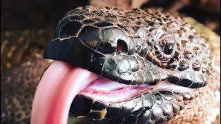 Handling Venomous Mexican Beaded Lizards [upl. by Ermine413]