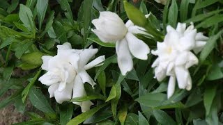 How to Prune Potted Gardenia Pruning My Gardenia Plant [upl. by Ruscio]