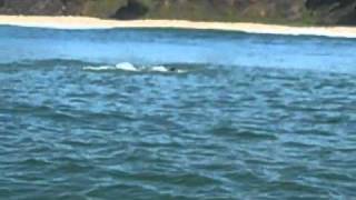 Dolphins attack porpoises in Monterey Bay [upl. by Clere918]