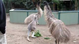 Kangaroo vs Emu FIGHT [upl. by Itagaki]