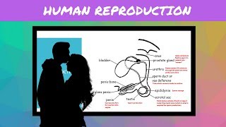 IGCSE BIOLOGY REVISION Syllabus 16 Human Reproduction [upl. by Etnohc832]