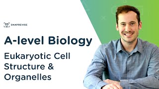 Eukaryotic Cell Structure amp Organelles  Alevel Biology  OCR AQA Edexcel [upl. by Imot]