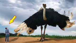 10 BIGGEST BIRDS In The World [upl. by Adnilim]