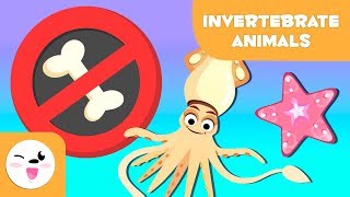 Invertebrate animals for kids arthropods worms cnidarians mollusks sponges echinoderms [upl. by Geier583]