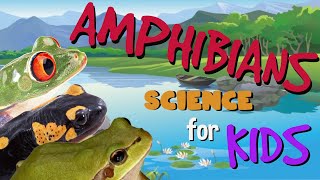 Amphibians  Science for Kids [upl. by Benedicta]