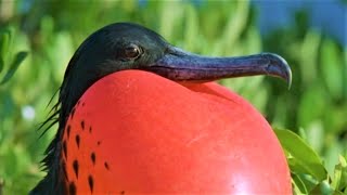 Bizarre Mating Ritual Of The Frigatebird  Wild Caribbean  BBC Earth [upl. by Gerdeen319]