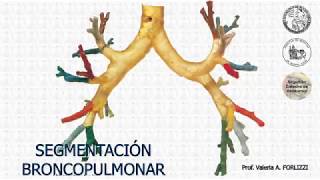 E21  Segmentación broncopulmonar  Anatomía 2  FMed UBA [upl. by Sirah]