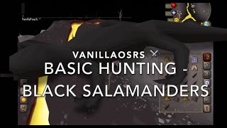 Black Salamander OSRS Beginner Hunting Guide [upl. by Smoht]