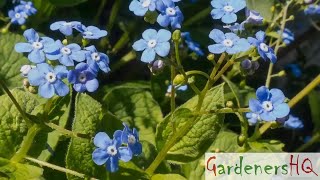 Brunnera macrophylla Siberian bugloss Growing Guide [upl. by Ellen]