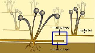 Life Cycle of a Zygospore Fungus [upl. by Sukram]