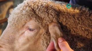 MSD Animal Health Sheep treatment techniques [upl. by Eah]