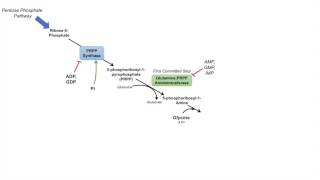 Purine Synthesis and Salvage Pathway [upl. by Towers]