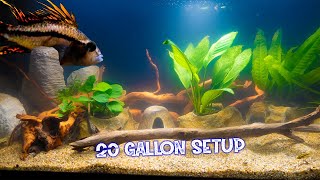 Easy Low Maintenance Planted 20 Gallon Aquarium [upl. by Assenna]