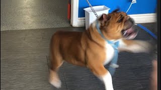 English Bulldog with Human Aggression [upl. by Klemperer]