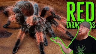 Top 10 RED Tarantulas that YOU NEED [upl. by Oetsira849]