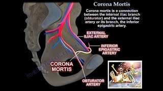 Corona Mortis  Everything You Need To Know  Dr Nabil Ebraheim [upl. by Nythsa]