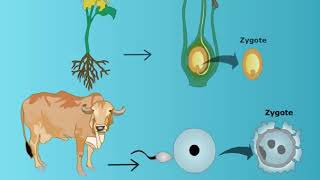 Sexual Reproduction in Plants and Animals [upl. by Cleo414]