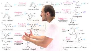 Overview of Glycolysis [upl. by Wallache]