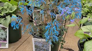 Brunnera Silver Heart amp Sterling Silver Siberian Bugloss plus Corydalis Porcelain Blue [upl. by Darahs]