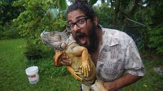 EATING IGUANA  Catching and Cooking Invasive Green Iguanas in Florida [upl. by Bixler514]