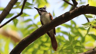 indian Paradise Flycatcher Call  Female [upl. by Andri270]