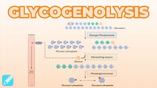 Glycogenolysis Glycogen Breakdown  Metabolism [upl. by Arbmat162]