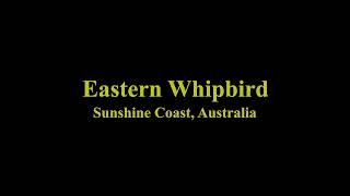 Eastern Whipbird Call  Sunshine Coast Australia [upl. by Eiten]