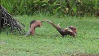 Anteaters Fight in the Wildwmv [upl. by Adnek]