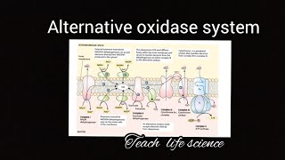 Alternative oxidase system Cyanide Resistant Respiration [upl. by Flora]