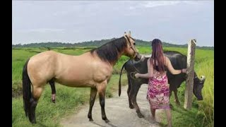 My sister training care her lovely horse in beginner 2021 [upl. by Llebasi]