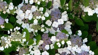 Hydrangea macrophylla Lacecap [upl. by Tristan]