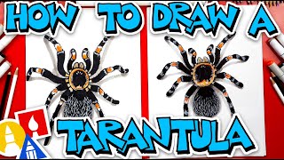 How To Draw A Tarantula Red Knee [upl. by Apoor513]