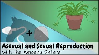 Asexual and Sexual Reproduction [upl. by Aneleve]