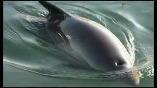 Protecting Harbour Porpoises [upl. by Virgie]