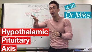 Hypothalamic Pituitary Axis  Endocrine System [upl. by Josh749]