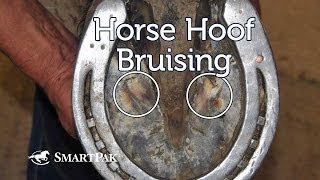 Horse Hoof Bruising [upl. by Llenna797]