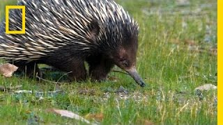 Prickly Love Echidnas Caught Mating  National Geographic [upl. by Pietje]