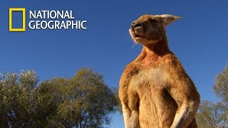 Muscular Kangaroos Martial Arts Match｜National Geographic [upl. by Alihet]