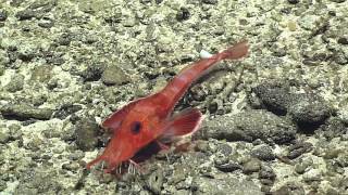 Deepwater Exploration 2016 Deepwater Exploration of the Marianas [upl. by Gowrie713]