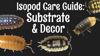 Isopod Care Guide Part 2 Substrate amp Decor [upl. by Maximo]