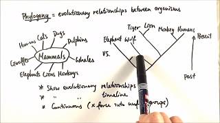 AS Biology  Phylogeny OCR A Chapter 103 [upl. by Ajiam]