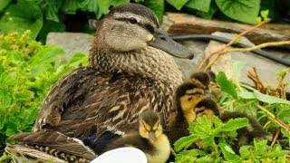 Ducklings First Time Swim In Creek [upl. by Yla]