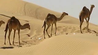 Camels in Fujairah Desert  UAE [upl. by Isnan634]