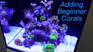 How to Setup a Reef Tank  Part 4 Hardy Beginner Corals and where to Place Them [upl. by Ybrek]