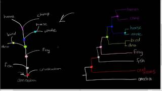 drawing a phylogenetic tree [upl. by Ydiarf735]