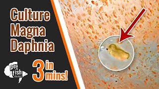 How to culture DAPHNIA MAGNA  The easy way [upl. by Tillfourd]