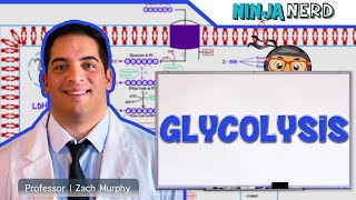 Metabolism  Glycolysis [upl. by Abroms]